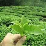 planta medicinal te verde