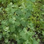 vulvaria planta curativa