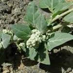 vulvaria planta curativa