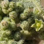 vulvaria planta curativa vulvaria planta curativa