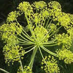 zumillo plantas medicinales