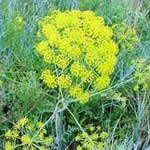 zumillo plantas medicinales
