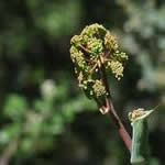 zumillo plantas medicinales