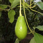 Aguacate plantas medicinales Aguacate plantas medicinales