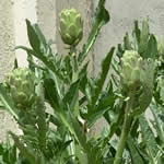 planta medicinal