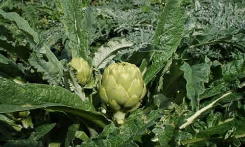 planta Alcachofas