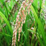 planta medicinal Arroz 
