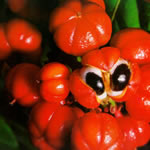 Guarana planta medicinal