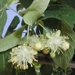 Tilo planta medicinal