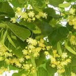 Tilo planta medicinal Tilo planta medicinal