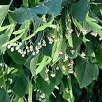 Tilo planta medicinal