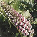 Acanto plantas medicinales Acanto plantas medicinales