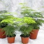 Esparraguera plantas medicinales