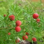 Esparraguera plantas medicinales