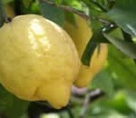Limon