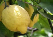 Limon
