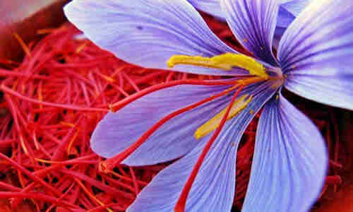 planta azafran