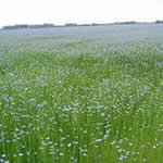 lino plantas medicinales