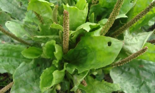 planta llanten