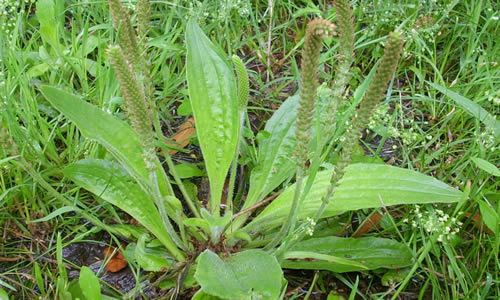planta llanten