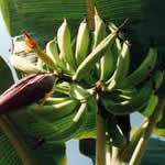 platano planta medicinal platano planta medicinal