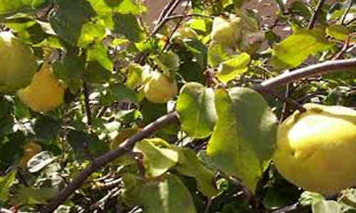 foto planta medicinal membrillo