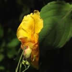 Balsamo planta medicinal