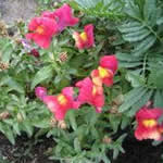 fotos plantas Boca dragon