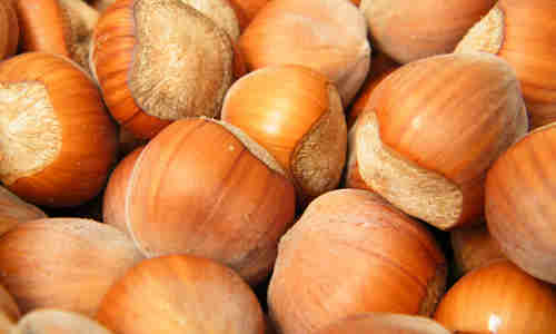 fruto de avellano