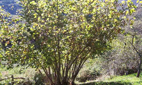 foto arbol avellano