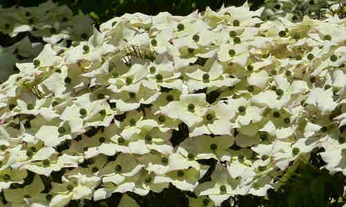 planta Cornejo