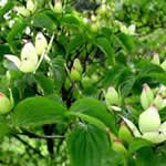 fotos Cornejo - plantas medicinales