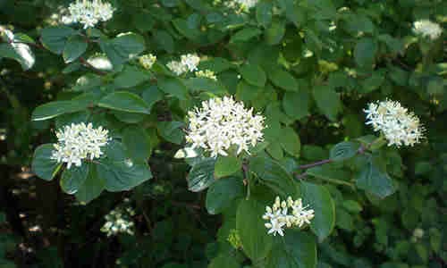 planta Cornejo