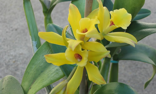 Vainilla planta curativa