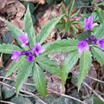 foto dentaria planta medicinal