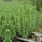 fotos planta medicinal Estragon fotos planta medicinal Estragon