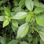 planta medicianal Hierba de San Pedro