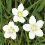 Parnasia plantas curativas