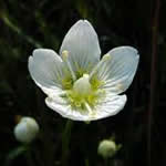 Parnasia plantas curativas