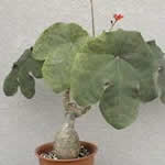planta medicinal Tartago planta medicinal Tartago