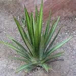 fotos Agave planta medicinal