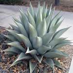 fotos Agave planta medicinal