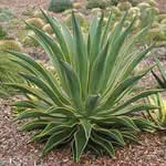 fotos Agave planta medicinal fotos Agave planta medicinal