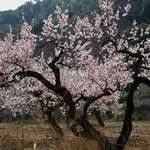 planta Almendro