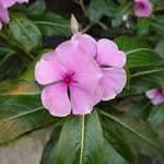 plantas medicinales Vincarosea plantas medicinales Vincarosea