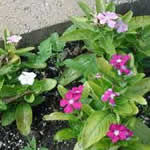plantas medicinales Vincarosea