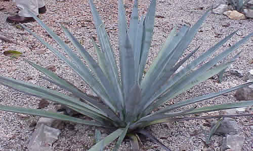 agave planta medicinal