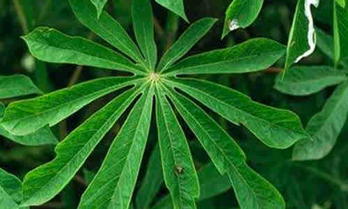 foto planta ambay