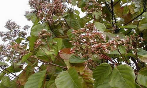 quina planta curativa
