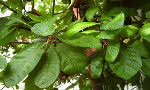 quina planta curativa